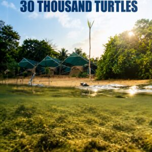 A Tale Of 30 Thousand Turtles