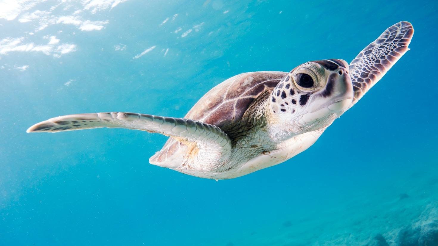 10 Ways You Can Help Protect Sea Turtles