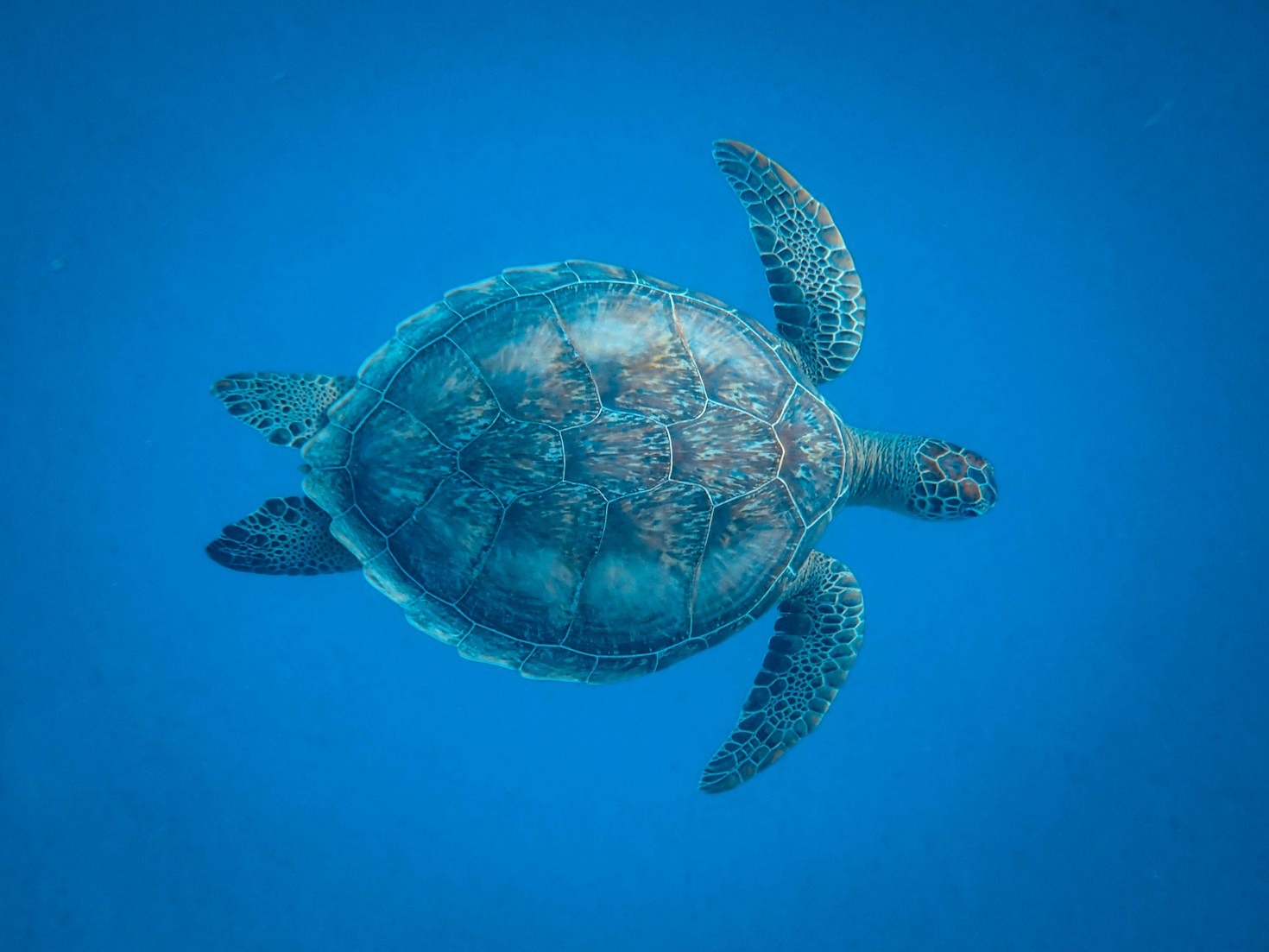 The Critical Role of Education in Marine Conservation