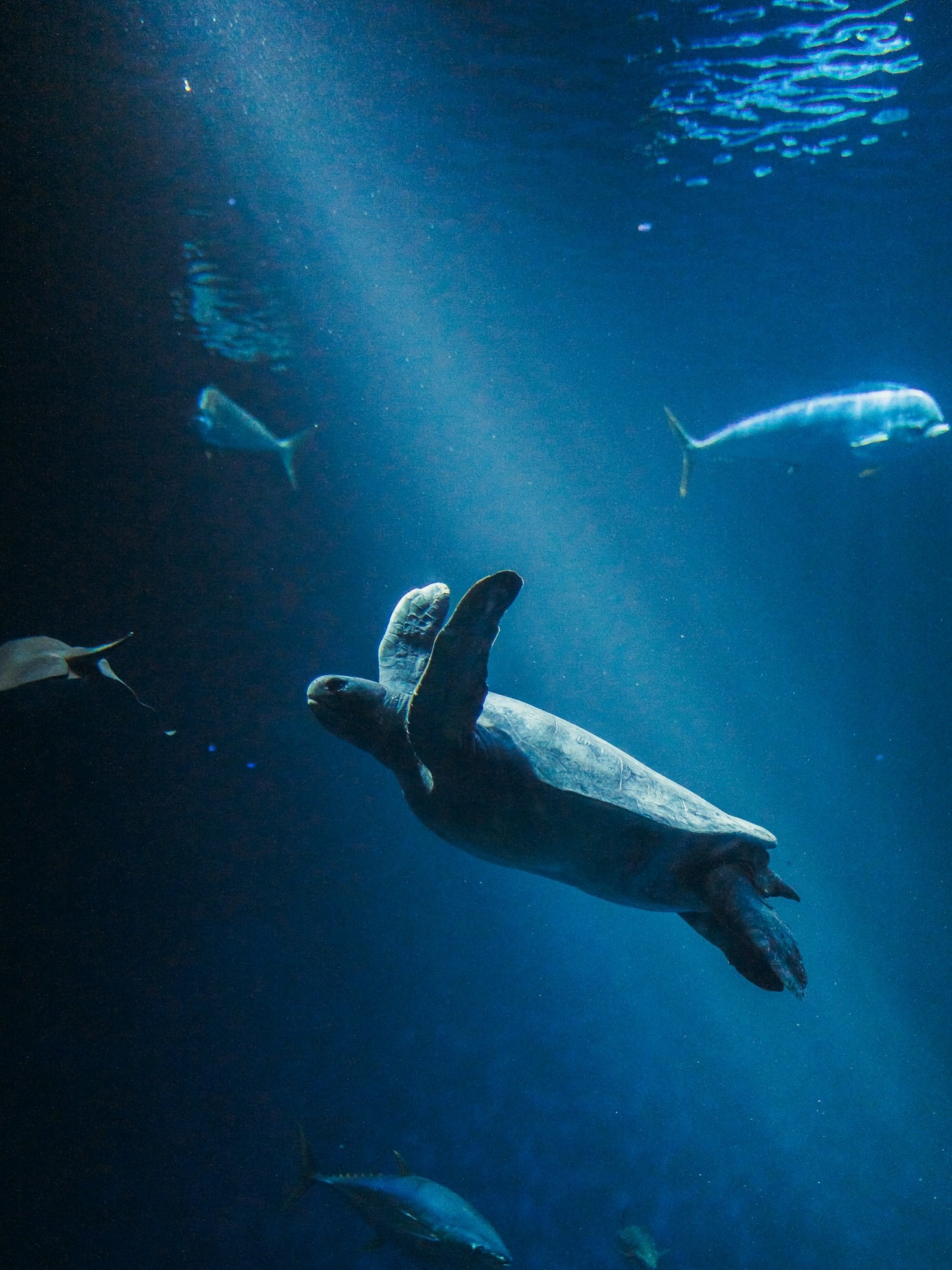 How Research Advances Protect Marine Ecosystems