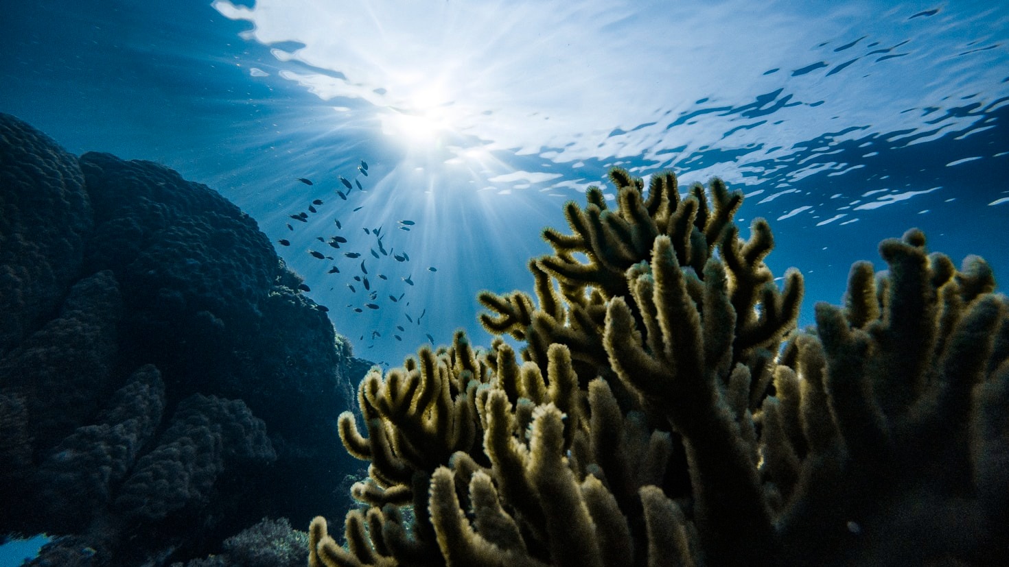Innovative Approaches to Marine Conservation Challenges
